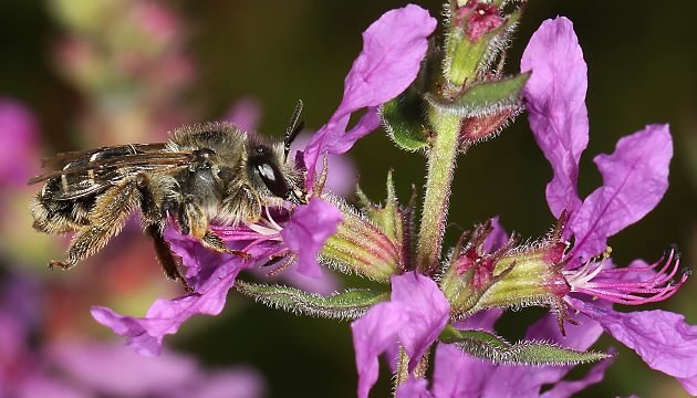 Melitta nigricans, W an Lythrum salicaria