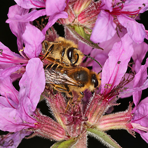 Melitta nigricans, M