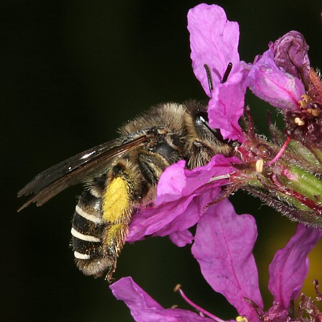 Melitta nigricans, W