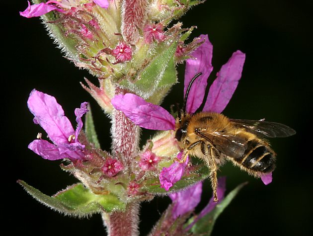 Melitta nigricans, M