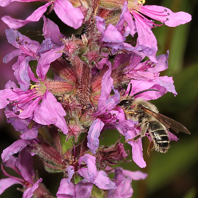 Melitta nigricans, M