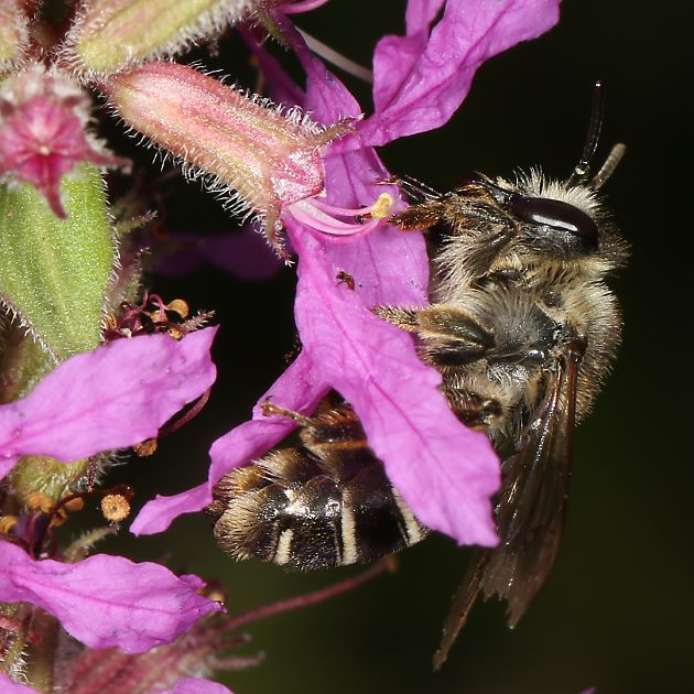 Melitta nigricans, W