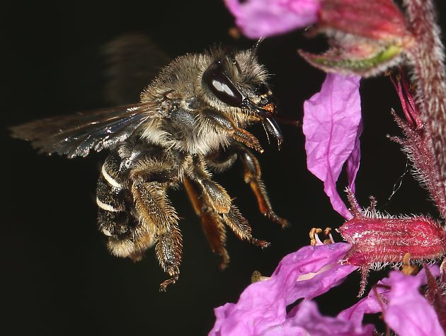 Melitta nigricans, W