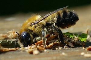 Blattschneiderbiene Megachile nigriventris, W Blattschneiderbiene Megachile nigriventris, W