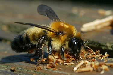 Megachile nigriventris, W, am Nesteingang