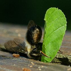 Megachile nigriventris beim Eintragen eines Laubblattes (1) Megachile nigriventris beim Eintragen eines Laubblattes (1)