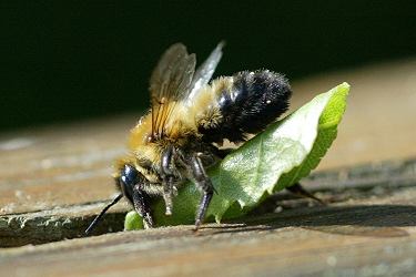 Megachile nigriventris beim Eintragen eines Laubblattes (2) Megachile nigriventris beim Eintragen eines Laubblattes (2)