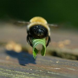Megachile nigriventris, fliegend mit Blatt Megachile nigriventris, fliegend mit Blatt
