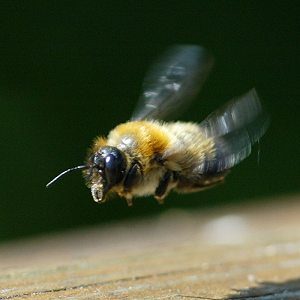 Megachile nigriventris im Fluge Megachile nigriventris im Fluge