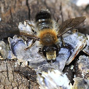 Megachile nigriventris, M Megachile nigriventris, M