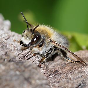 Megachile nigriventris, M Megachile nigriventris, M