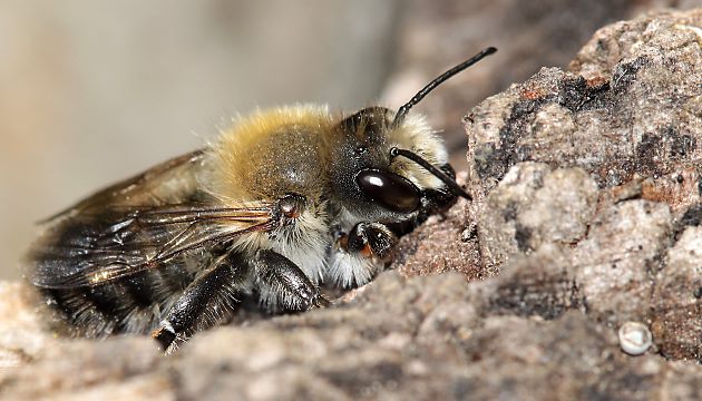 Coelioxys elongata, W Coelioxys elongata, W