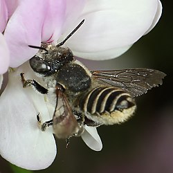 Blattschneiderbiene Megachile pilidens, W