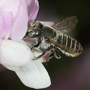 Megachile pilidens, W