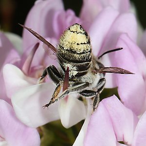 Megachile pilidens, W