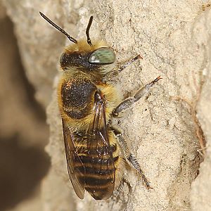 Megachile pilidens, W