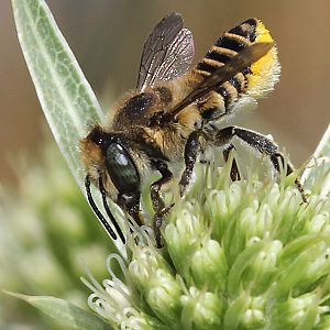 Megachile pilidens, W