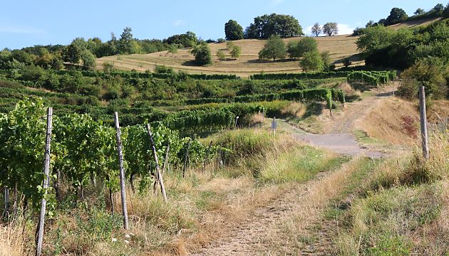 Kaiserstuhl: Habitat von Megachile pilidens