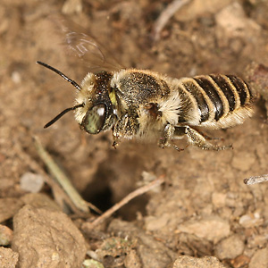 Megachile pilidens, W