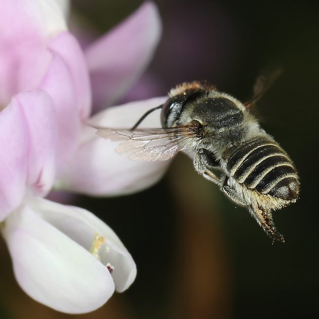 MMegachile pilidens, W