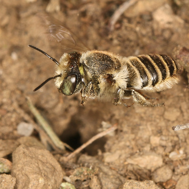 MMegachile pilidens, W