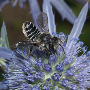 Megachile rotundata, W