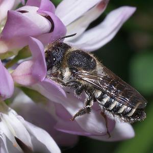 Megachile rotundata, W