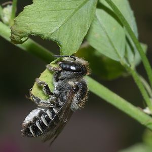 Megachile rotundata, W