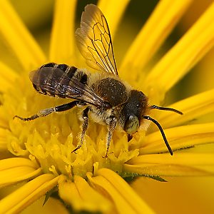 Megachile rotundata, M