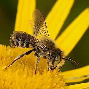 Megachile rotundata, M