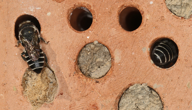 Megachile rotundata, WW