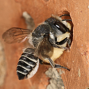 Megachile rotundata, W