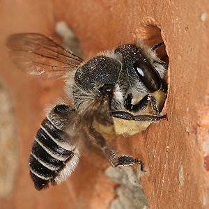 Megachile rotundata, W