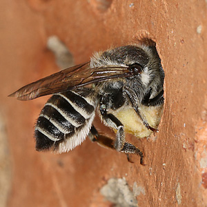 Megachile rotundata, W