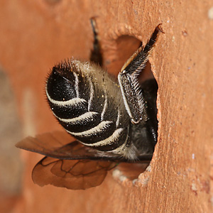 Megachile rotundata, W