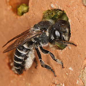 Megachile rotundata, W