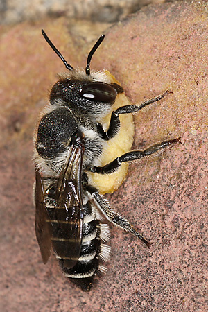 Megachile rotundata, W