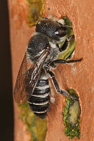 Megachile rotundata, W