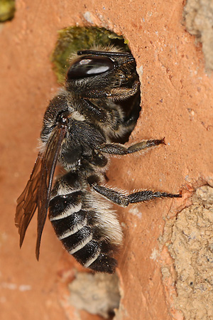 Megachile rotundata, W