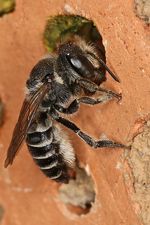 Megachile rotundata, W