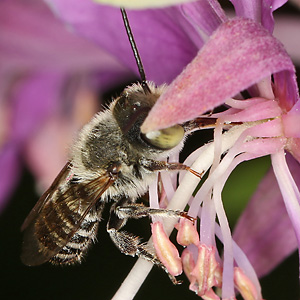 Megachile rotundata, W