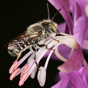Megachile rotundata, W