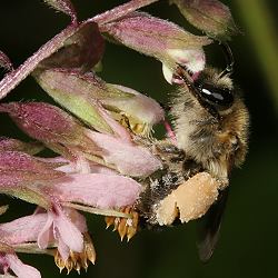 Sägehornbiene Melitta tricincta, W Sägehornbiene Melitta tricincta, W
