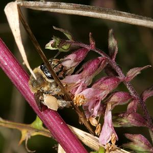 Sägehornbiene Melitta tricincta, W Sägehornbiene Melitta tricincta, W