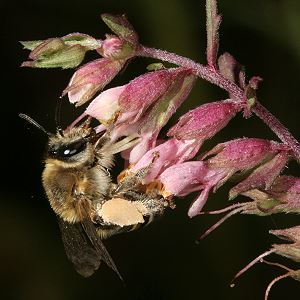 Sägehornbiene Melitta tricincta, W Sägehornbiene Melitta tricincta, W