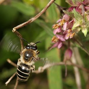 Sägehornbiene Melitta tricincta, W Sägehornbiene Melitta tricincta, W