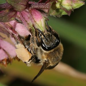 Sägehornbiene Melitta tricincta, W Sägehornbiene Melitta tricincta, W