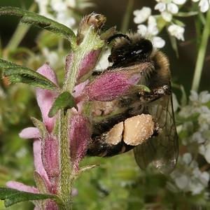 Sägehornbiene Melitta tricincta, W Sägehornbiene Melitta tricincta, W
