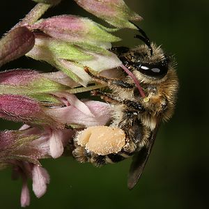 Sägehornbiene Melitta tricincta, W Sägehornbiene Melitta tricincta, W