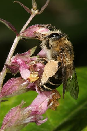 Sägehornbiene Melitta tricincta, W Sägehornbiene Melitta tricincta, W